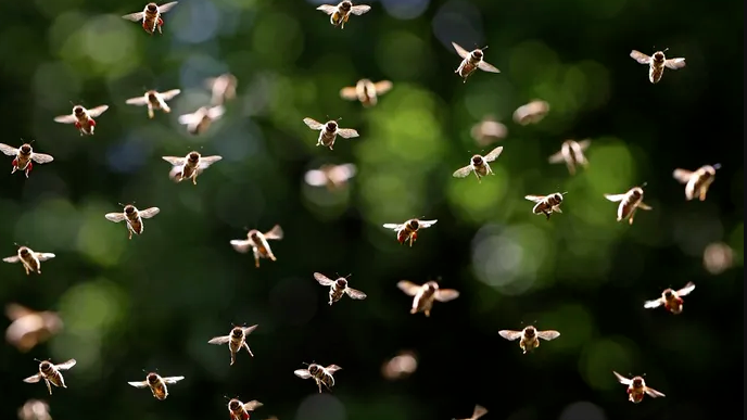 提升网络与设备安全的新方向：群体智能